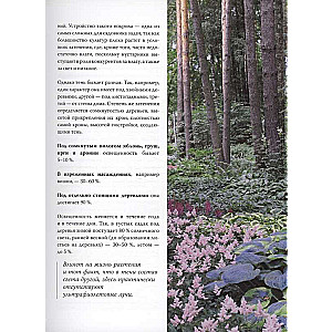 Flowerbed in the Shade. Unpretentious Plants for Your Garden