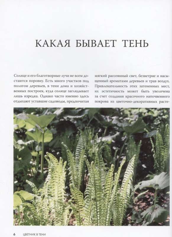 Flowerbed in the Shade. Unpretentious Plants for Your Garden