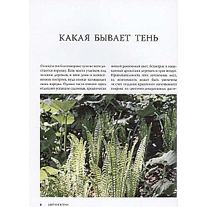 Flowerbed in the Shade. Unpretentious Plants for Your Garden