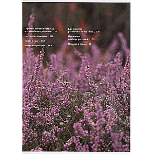 Flowerbed in the Shade. Unpretentious Plants for Your Garden