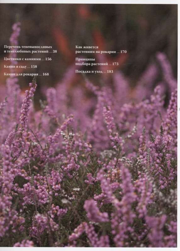 Flowerbed in the Shade. Unpretentious Plants for Your Garden