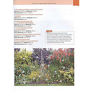 Flower Beds in Your Garden. Simple Compositions for Sun and Shade