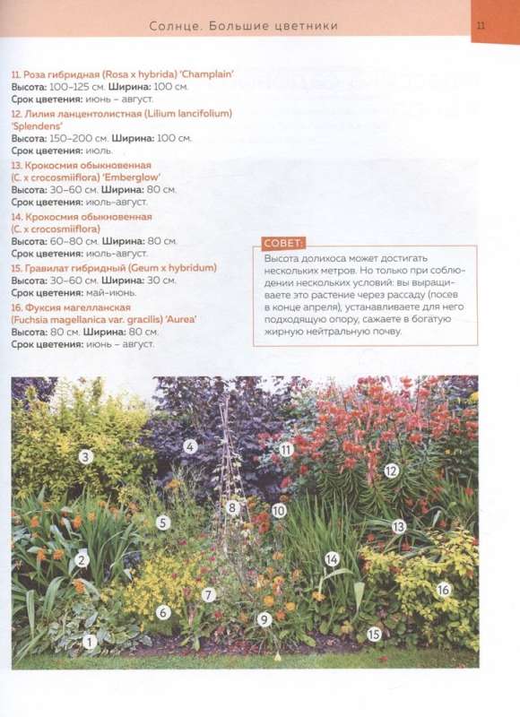 Flower Beds in Your Garden. Simple Compositions for Sun and Shade