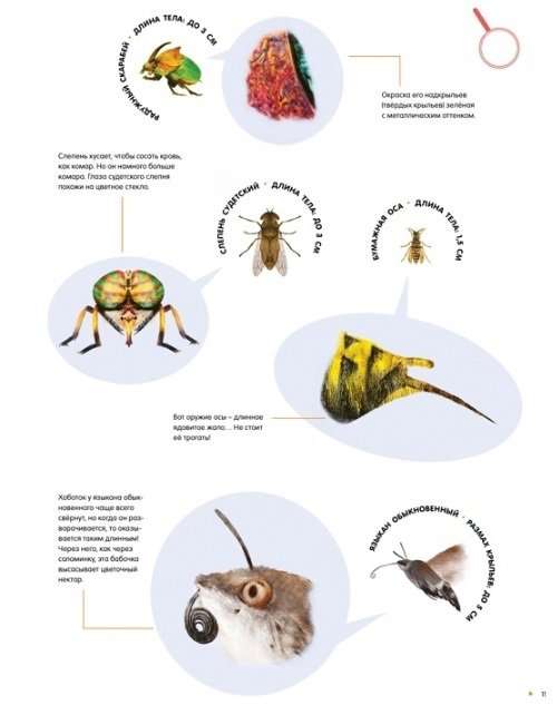 Kukaiņi dabiskā izmērā