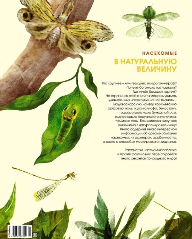 Kukaiņi dabiskā izmērā