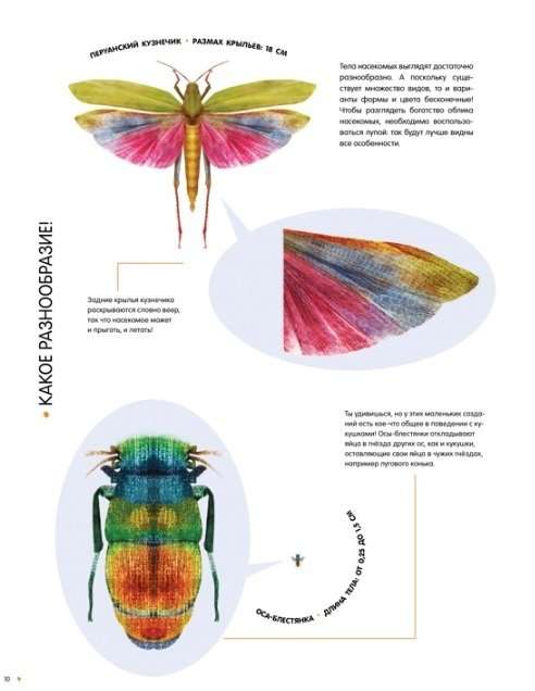 Kukaiņi dabiskā izmērā