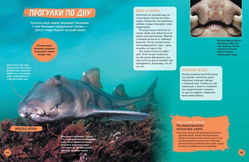Sharks. Illustrated Encyclopedia