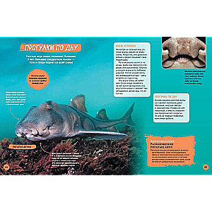 Sharks. Illustrated Encyclopedia