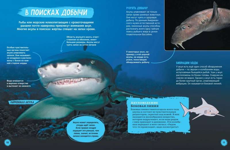 Sharks. Illustrated Encyclopedia