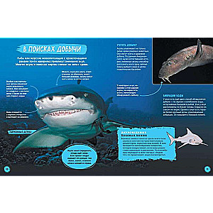 Sharks. Illustrated Encyclopedia