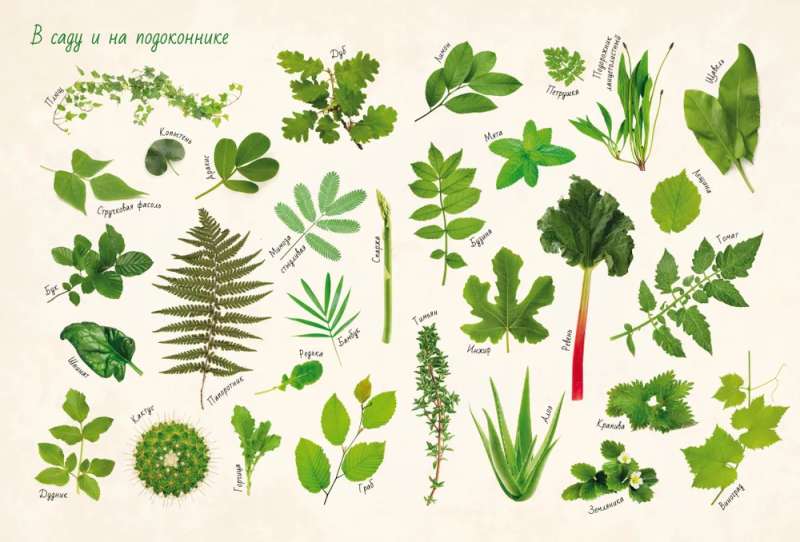 Incredible Plants. Volume 1