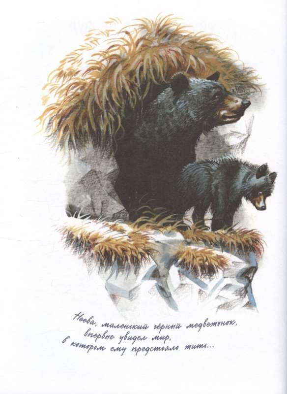 Wanderers of the North