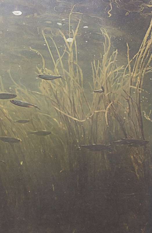 The Big Encyclopedia of Fishing. The Most Complete Guide for Fishermen