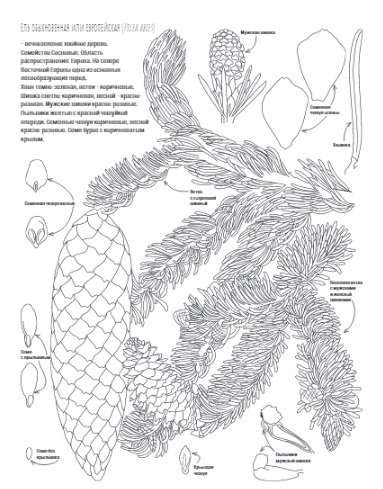 Botany. Atlas-Coloring Book