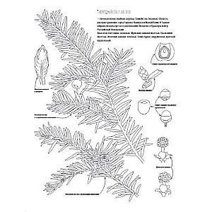 Botany. Atlas-Coloring Book