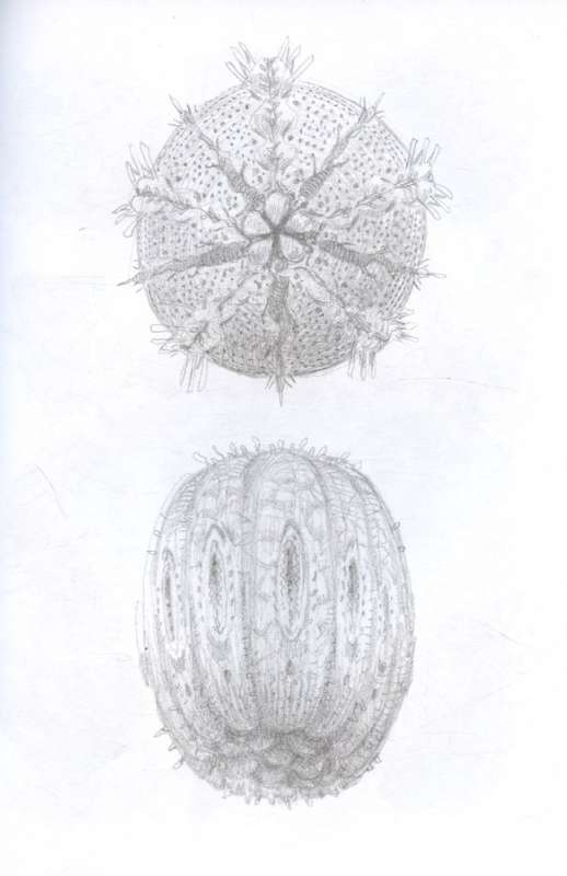 Mythos of Cthulhu. Dagon. Illustrations by Armely Golm