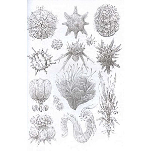 Mythos of Cthulhu. Dagon. Illustrations by Armely Golm