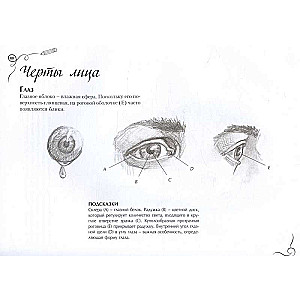Anatomy for Artists. Express Course + Sketchbook