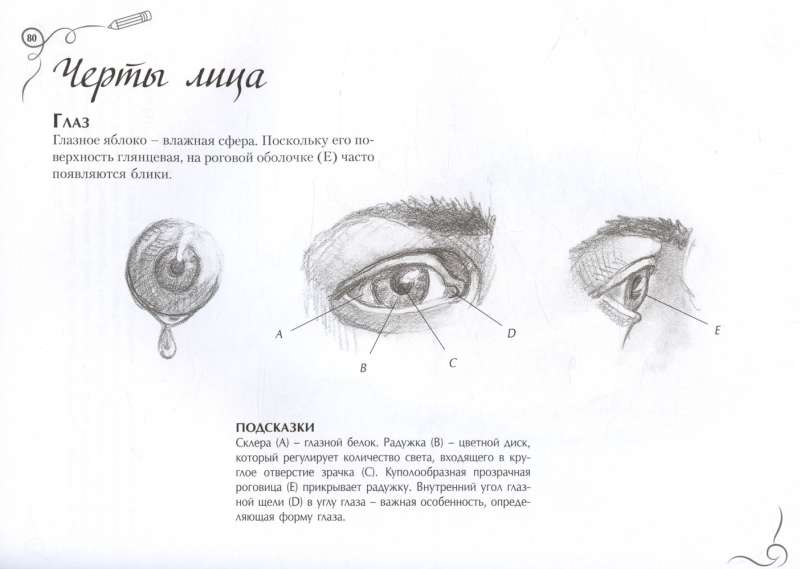 Anatomy for Artists. Express Course + Sketchbook