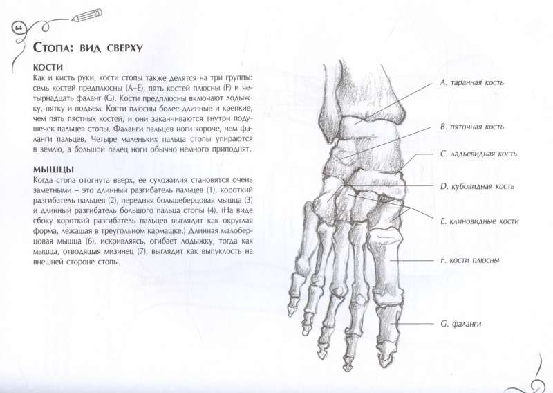 Anatomy for Artists. Express Course + Sketchbook