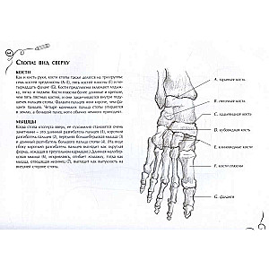 Anatomy for Artists. Express Course + Sketchbook