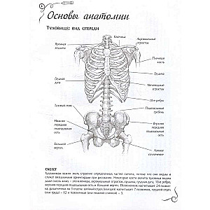 Anatomy for Artists. Express Course + Sketchbook