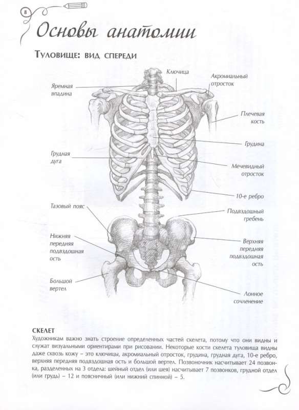 Anatomy for Artists. Express Course + Sketchbook