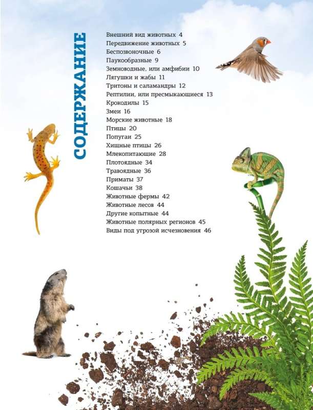 Dzīvnieku pasaule: no akvālija līdz jaguāram