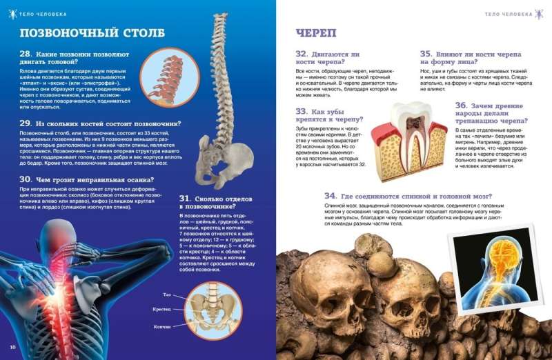 School Encyclopedia. The Human Body. 200 Questions and Answers