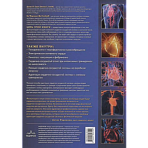 Cardiovascular system. Anatomy and physiology at rest and during physical activity