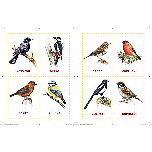 Cards for Neurotraining According to Glenn Doman's Method: From 6 Months