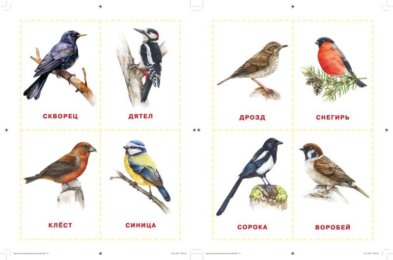 Cards for Neurotraining According to Glenn Doman's Method: From 6 Months