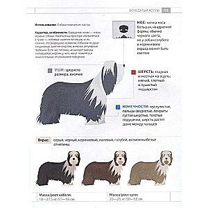 Dog Identifier. Physical Characteristics and Breed Features