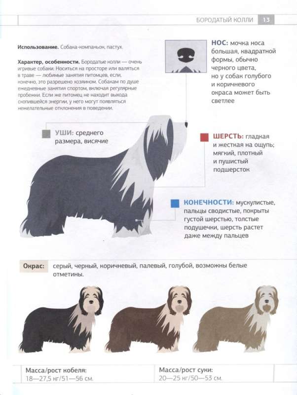 Dog Identifier. Physical Characteristics and Breed Features