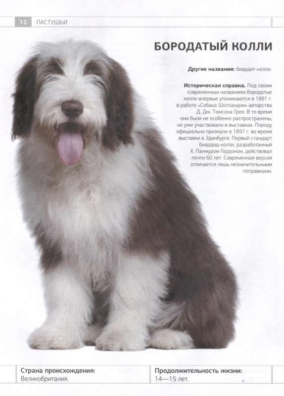 Dog Identifier. Physical Characteristics and Breed Features