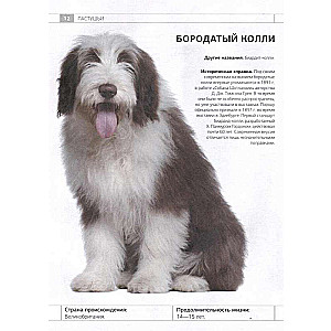 Dog Identifier. Physical Characteristics and Breed Features