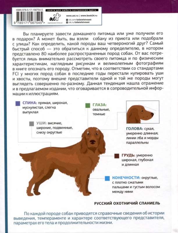 Dog Identifier. Physical Characteristics and Breed Features