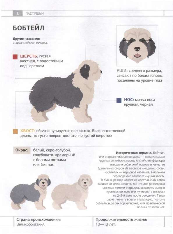 Dog Identifier. Physical Characteristics and Breed Features