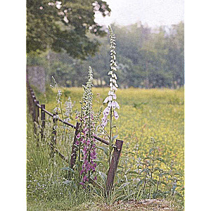 Wild but Beautiful. Garden Design with the Hardiest Plants