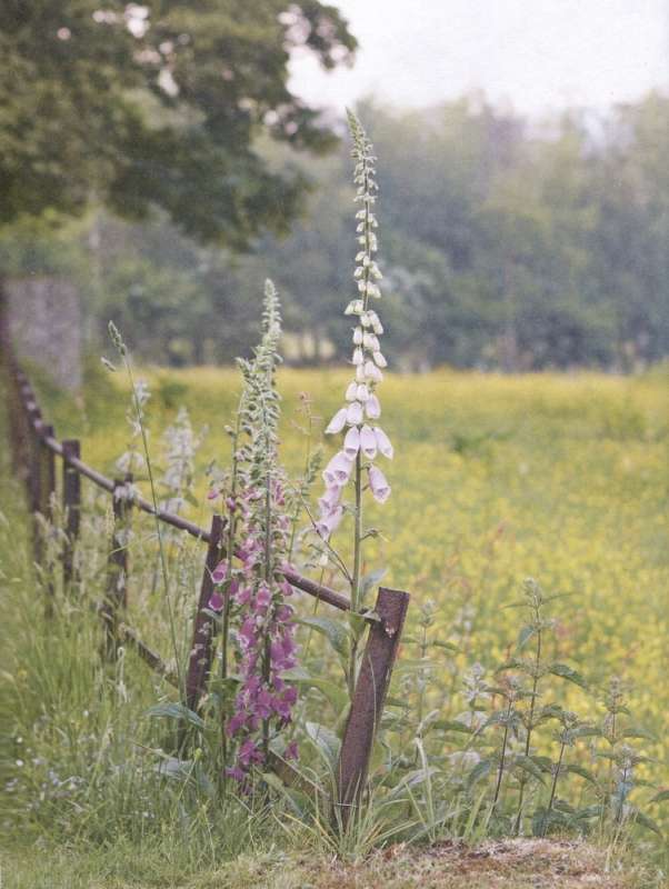 Wild but Beautiful. Garden Design with the Hardiest Plants