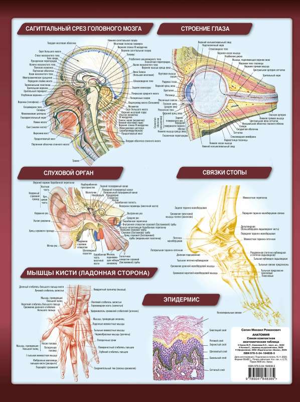 Anatomy. The Most Compact Anatomical Chart