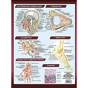 Anatomy. The Most Compact Anatomical Chart