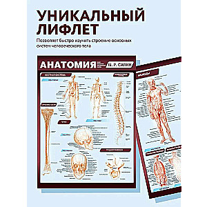 Anatomy. The Most Compact Anatomical Chart