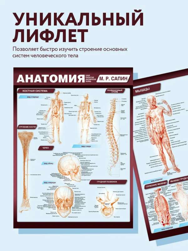 Anatomy. The Most Compact Anatomical Chart