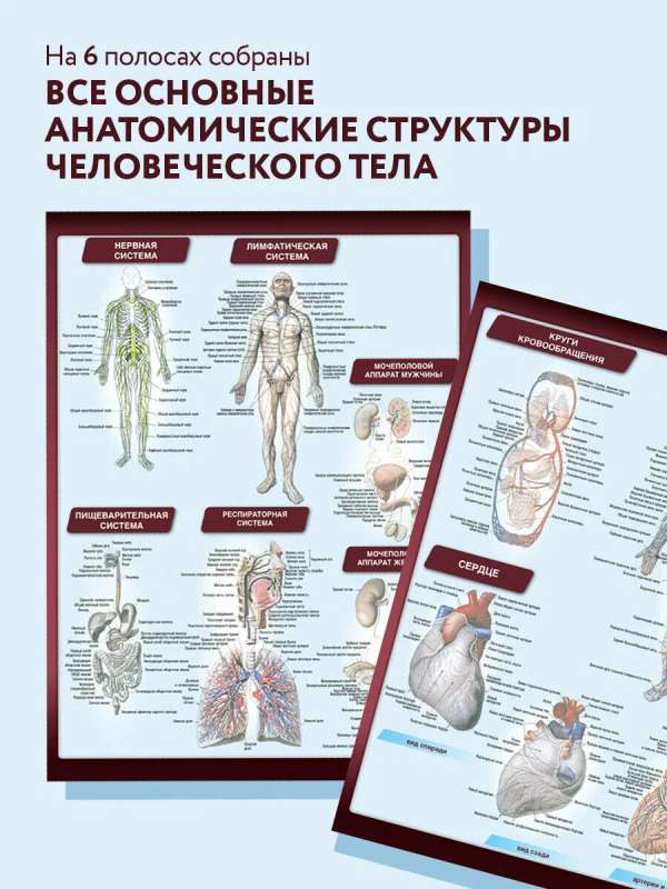 Anatomy. The Most Compact Anatomical Chart