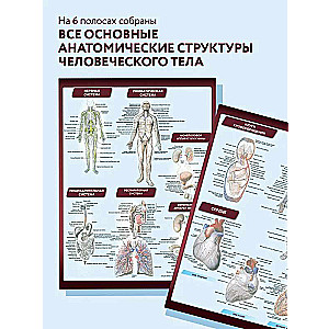 Anatomy. The Most Compact Anatomical Chart