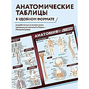 Anatomy. The Most Compact Anatomical Chart