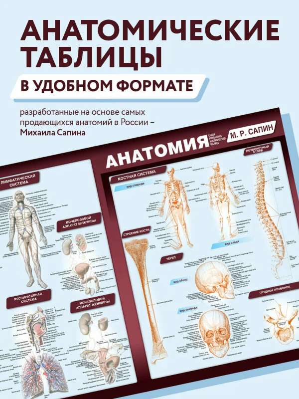 Anatomy. The Most Compact Anatomical Chart