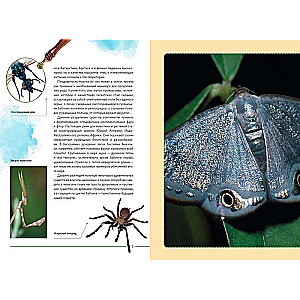 Insects of the World. Children's Encyclopedia