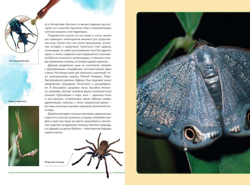 Insects of the World. Children's Encyclopedia